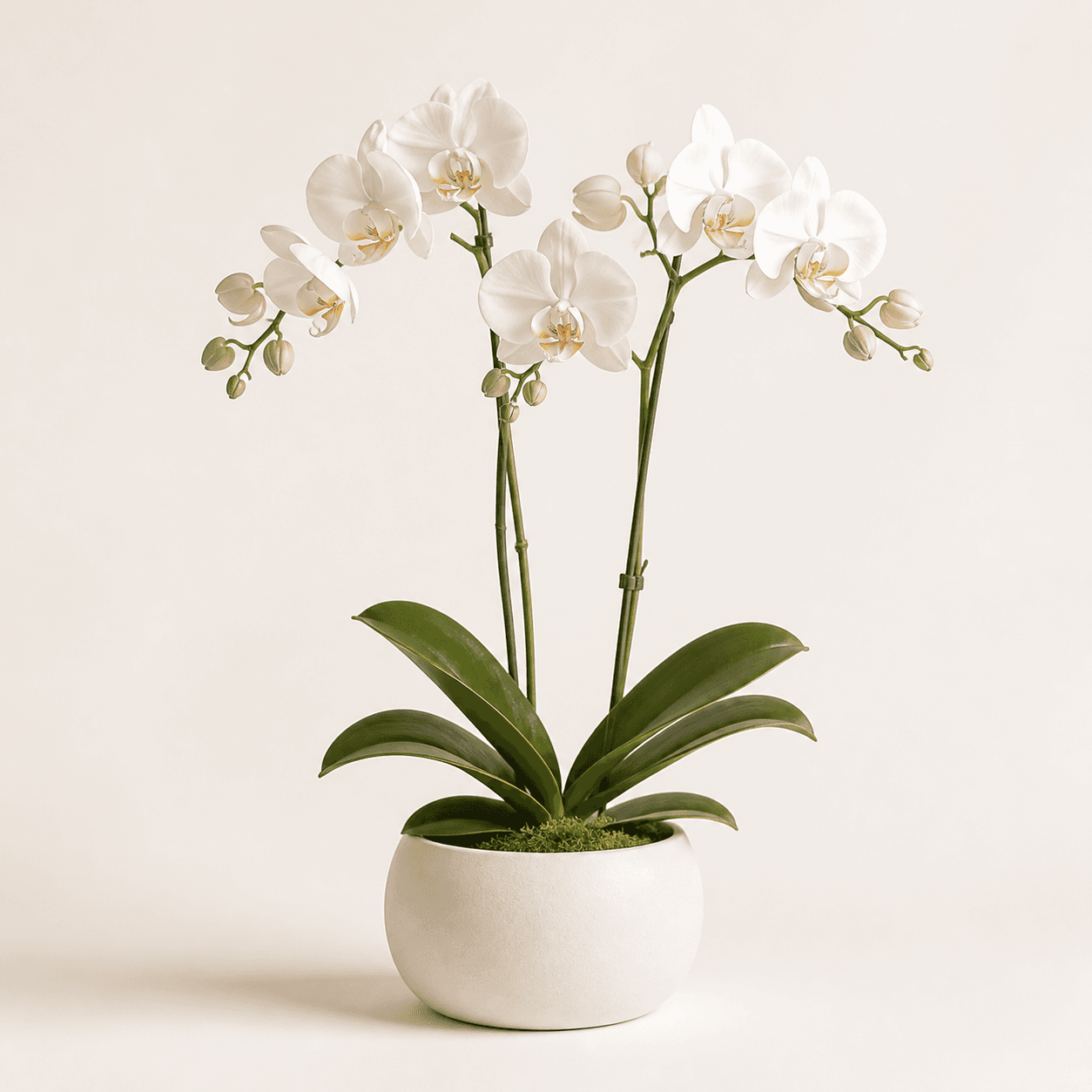 Orquídea blanca